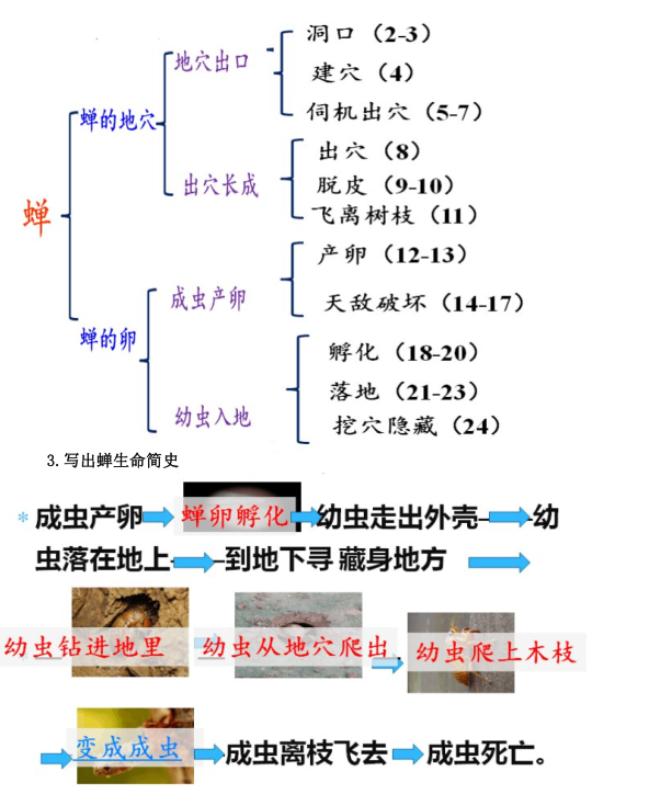 《蝉》优质公开课教学设计、教案